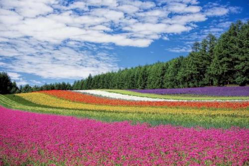 Na sliki je polje s cvetlicami različnih barv, v ozadju pa smrekov gozd.