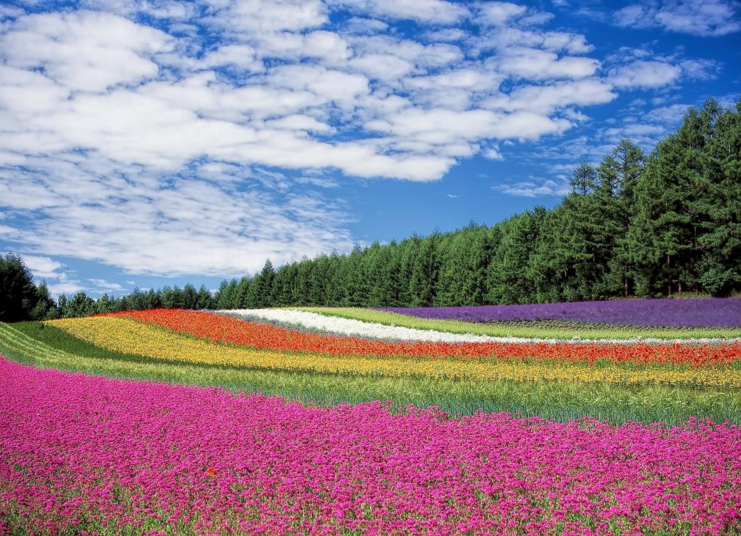 Na sliki je polje s cvetlicami različnih barv, v ozadju pa smrekov gozd.